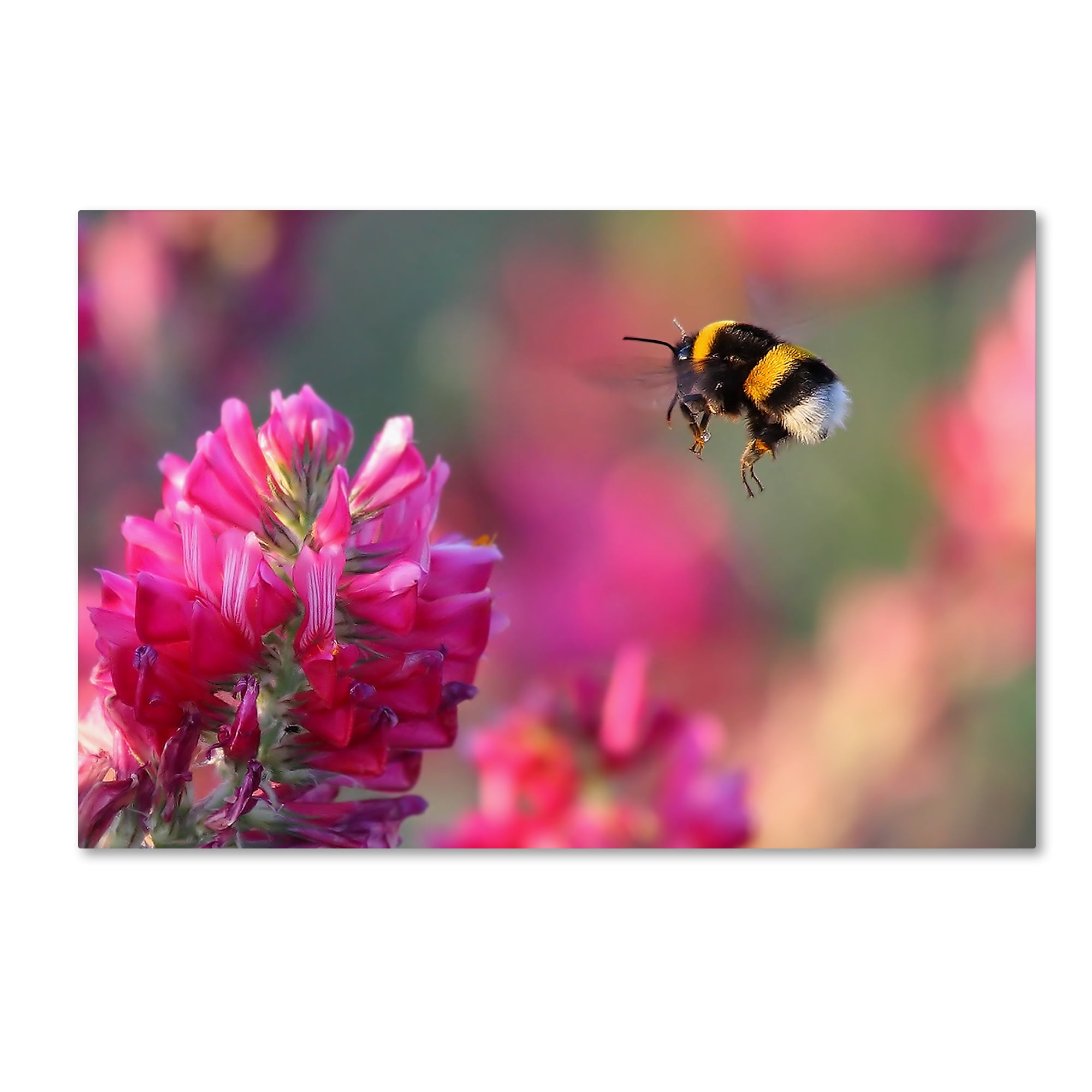 Guido Frazzini Bumble Bee Canvas Print with Pink Flower