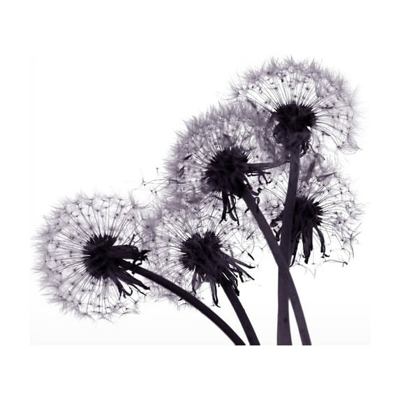 Trademark Fine Art "Bunch of Wishes" Canvas Art by Beata Czyzowska Young