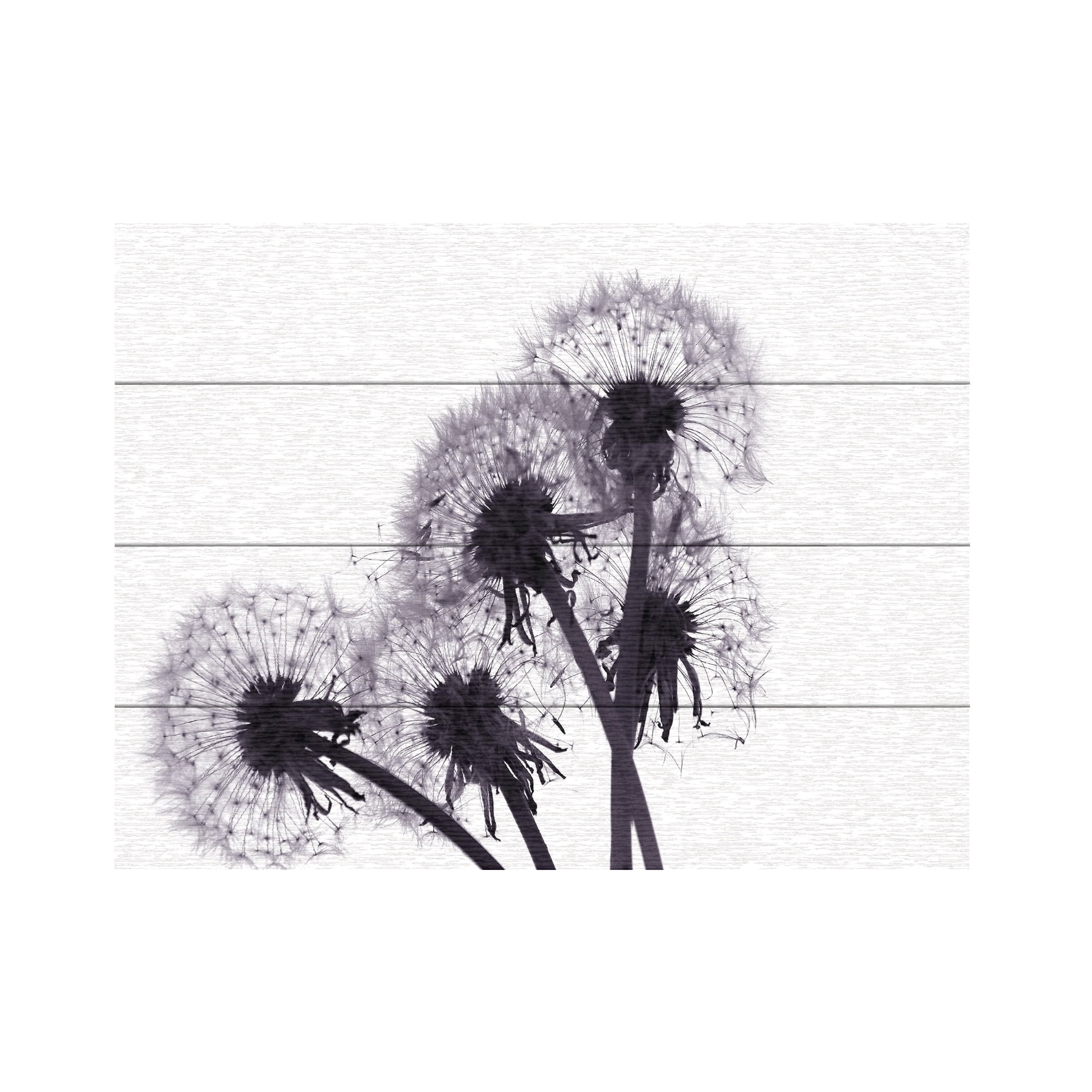Modern Floral Dandelion Black and White Wood Canvas Art
