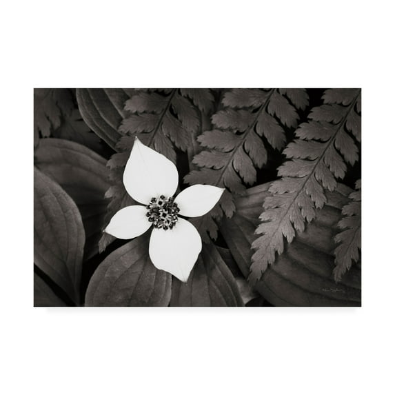 Trademark Fine Art 'Bunchberry and Ferns I BW' Canvas Art by Alan Majchrowicz