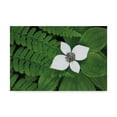 thumbnail image 1 of Trademark Fine Art 'Bunchberry and Ferns II color' Canvas Art by Alan Majchrowicz, 1 of 4