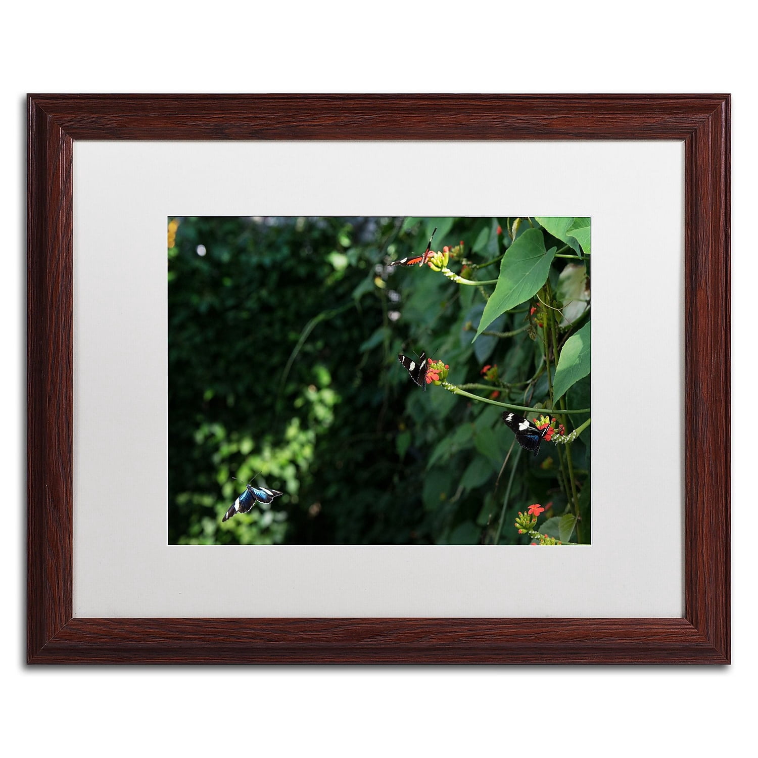 Trademark Fine Art "Butterflies" Canvas Art by Kurt Shaffer, White Matte, Wood Frame