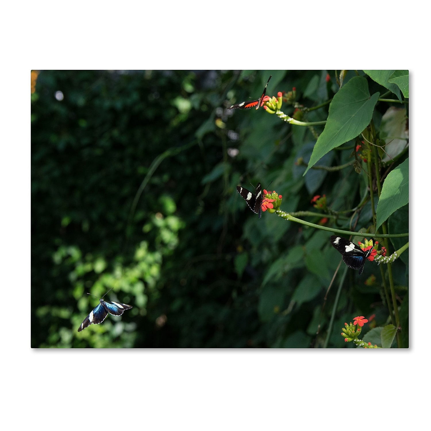 Trademark Fine Art "Butterflies" Canvas Art by Kurt Shaffer