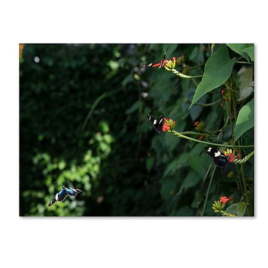 Trademark Fine Art "Butterflies" Canvas Art by Kurt Shaffer
