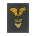thumbnail image 1 of Trademark Fine Art 'Butterflies on Slate I' Canvas Art by Naomi McCavitt, 1 of 4