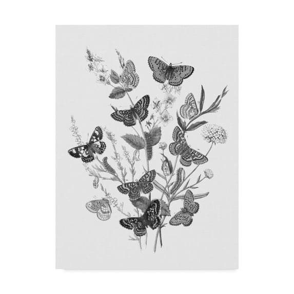 Trademark Fine Art 'Butterfly Bouquet I Linen BW I' Canvas Art by Wild Apple Portfolio