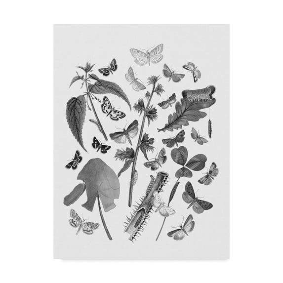 Trademark Fine Art 'Butterfly Bouquet III Linen BW III' Canvas Art by Wild Apple Portfolio