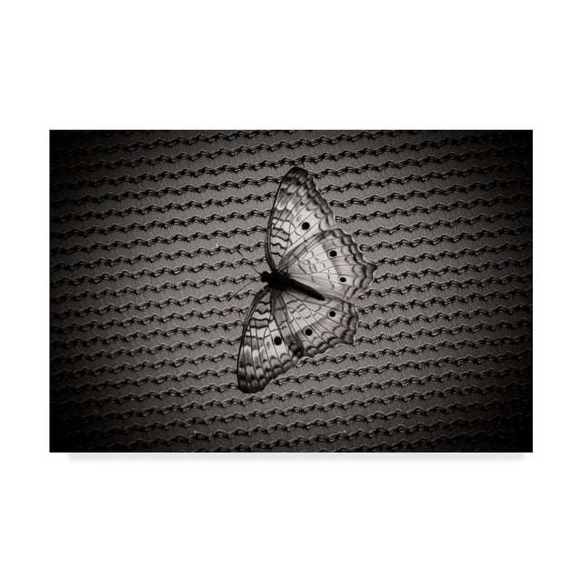 Trademark Fine Art 'Butterfly Contrast' Canvas Art by Chris Moyer