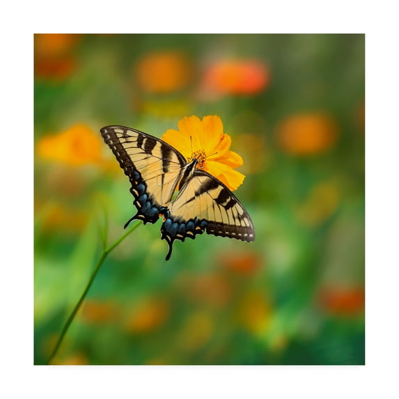 Trademark Fine Art 'Butterfly Portrait I' Canvas Art by PHBurchett