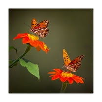 Trademark Fine Art 'Butterfly Portrait VI' Canvas Art by PHBurchett