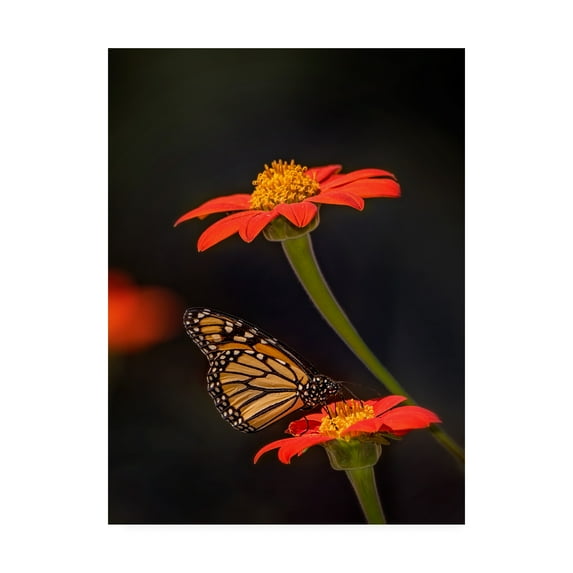 Trademark Fine Art 'Butterfly Portrait X' Canvas Art by PHBurchett