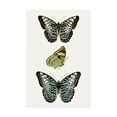 thumbnail image 1 of Trademark Fine Art 'Butterfly Specimen I' Canvas Art by Vision Studio, 1 of 3