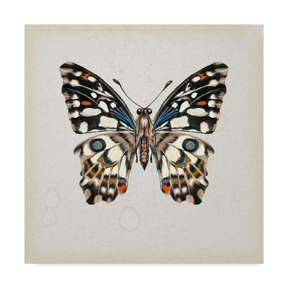 Trademark Fine Art 'Butterfly Study II' Canvas Art by Melissa Wang