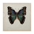 thumbnail image 1 of Trademark Fine Art 'Butterfly Study III' Canvas Art by Melissa Wang, 1 of 4
