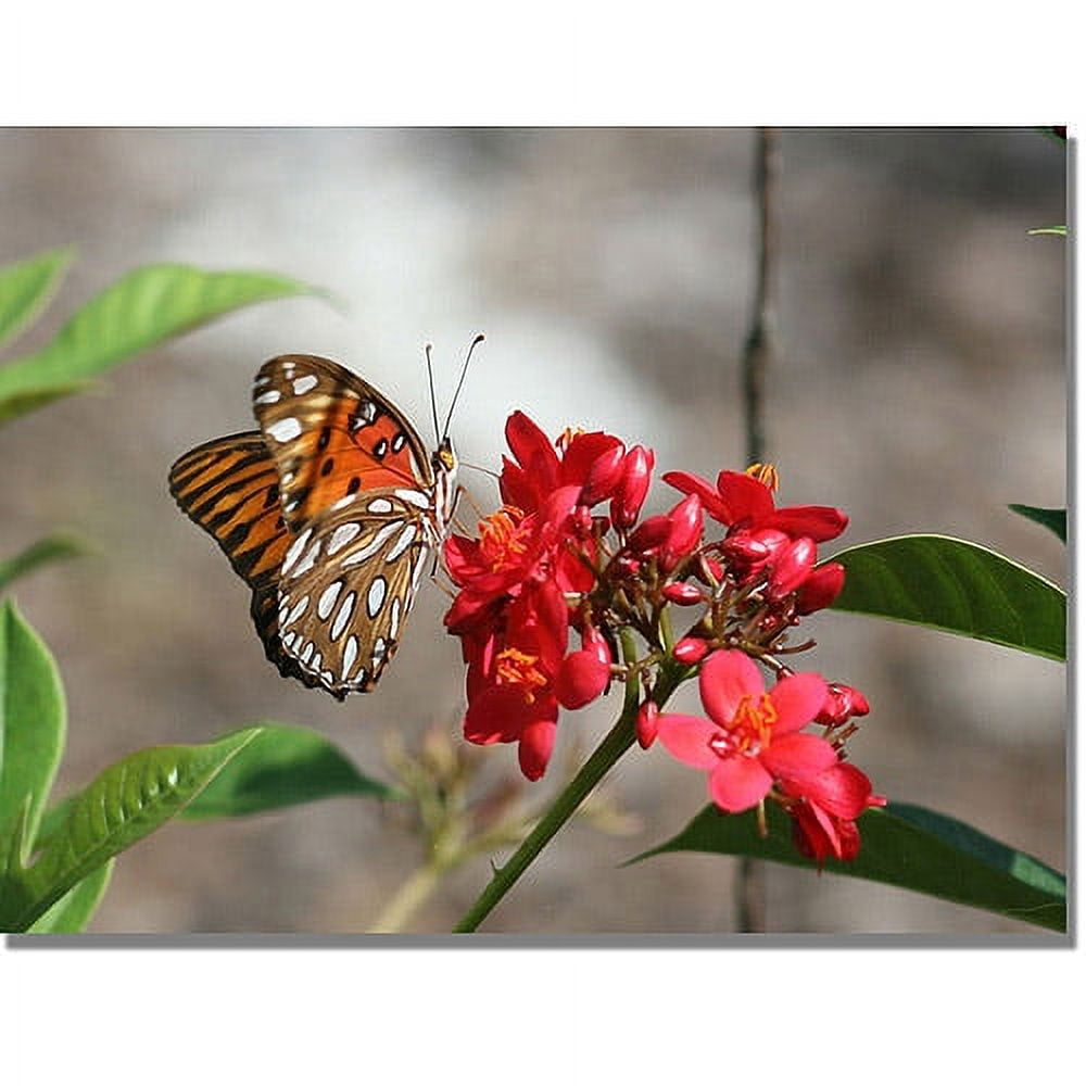 Trademark Fine Art "Butterfly on Red Flowers" Canvas Art by Patty Tuggle