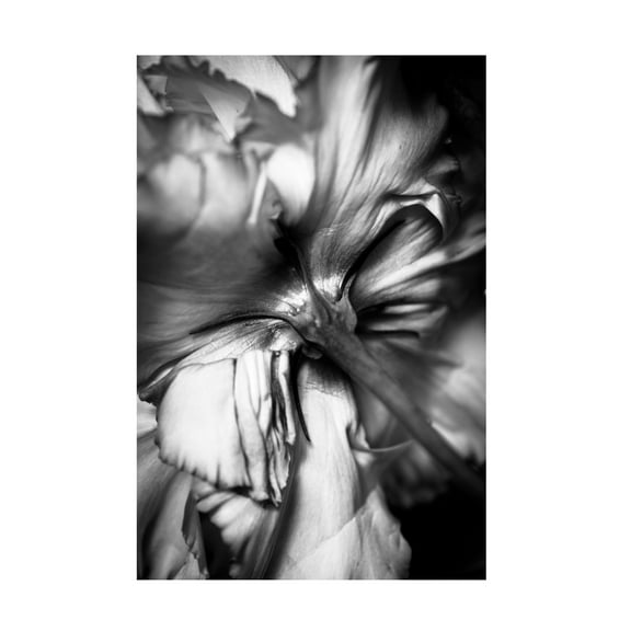 Trademark Fine Art CYAN Stella Flower Canvas Wall Art