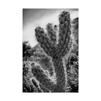 Trademark Fine Art 'Cactus Close Up' Canvas Art by Janice Sullivan