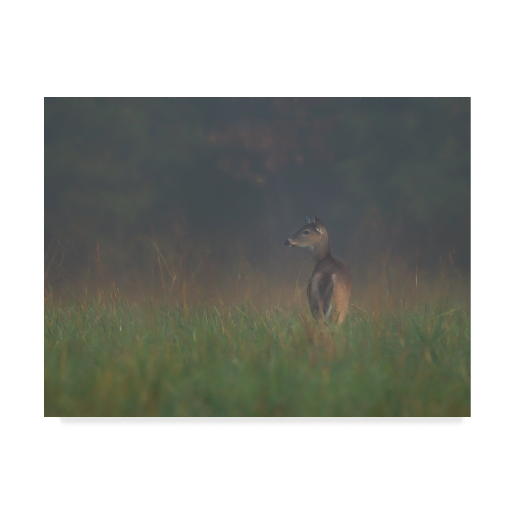 Trademark Fine Art 'Cades Cove Doe' Canvas Art by Galloimages Online