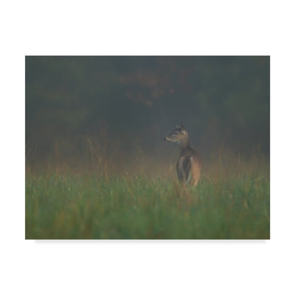 Trademark Fine Art 'Cades Cove Doe' Canvas Art by Galloimages Online
