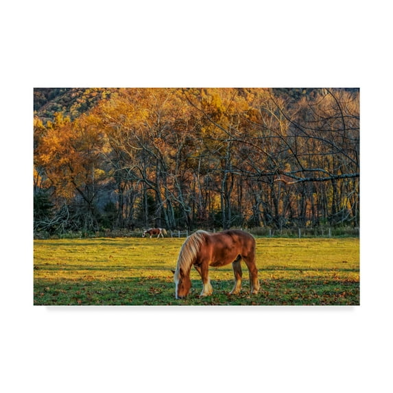 Trademark Fine Art 'Cades Cove Horses At Sunset' Canvas Art by Galloimages Online