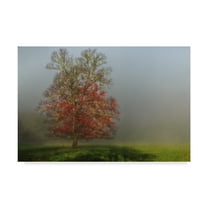 Trademark Fine Art 'Cades Cove Tree' Canvas Art by Galloimages Online