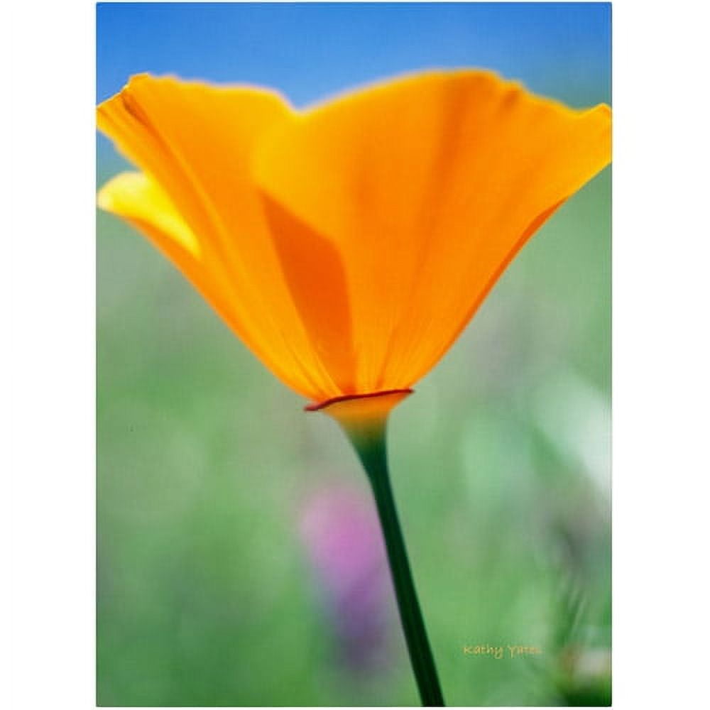 California Poppy Closeup Orange and Green Canvas Art