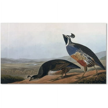 Trademark Fine Art "Californian Partridge" Canvas Art by John James Audubon