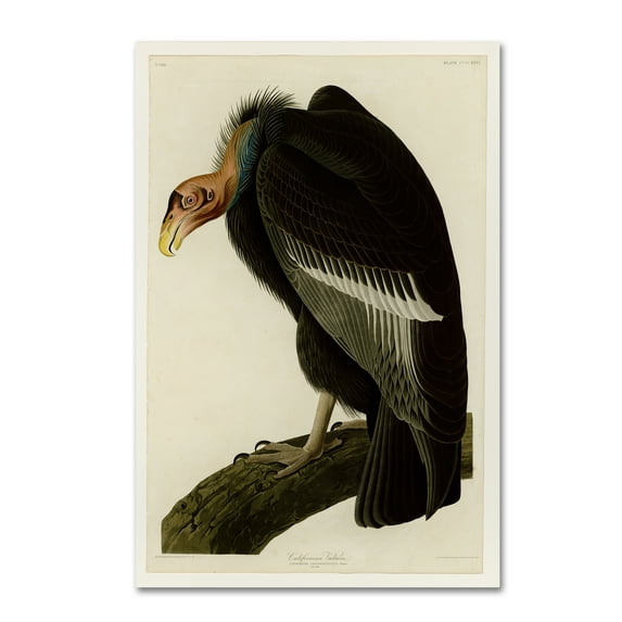 Trademark Fine Art 'Californian Vultureplate 426' Canvas Art by Audubon