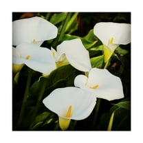 Trademark Fine Art 'Calla Lilies' Canvas Art by Lance Kuehne