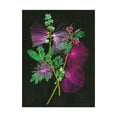 thumbnail image 1 of Trademark Fine Art 'Calliandra Surinamensis I' Canvas Art by Melissa Wang, 1 of 4