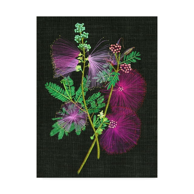 Trademark Fine Art 'Calliandra Surinamensis I' Canvas Art by Melissa Wang
