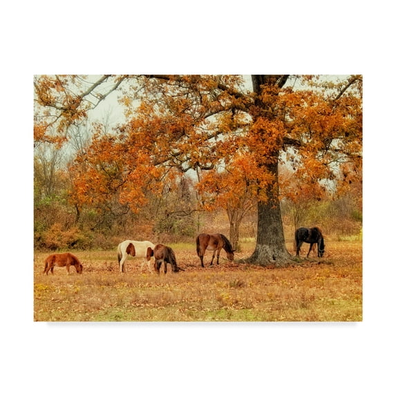 Trademark Fine Art 'Calmly Grazing' Canvas Art by Danny Head