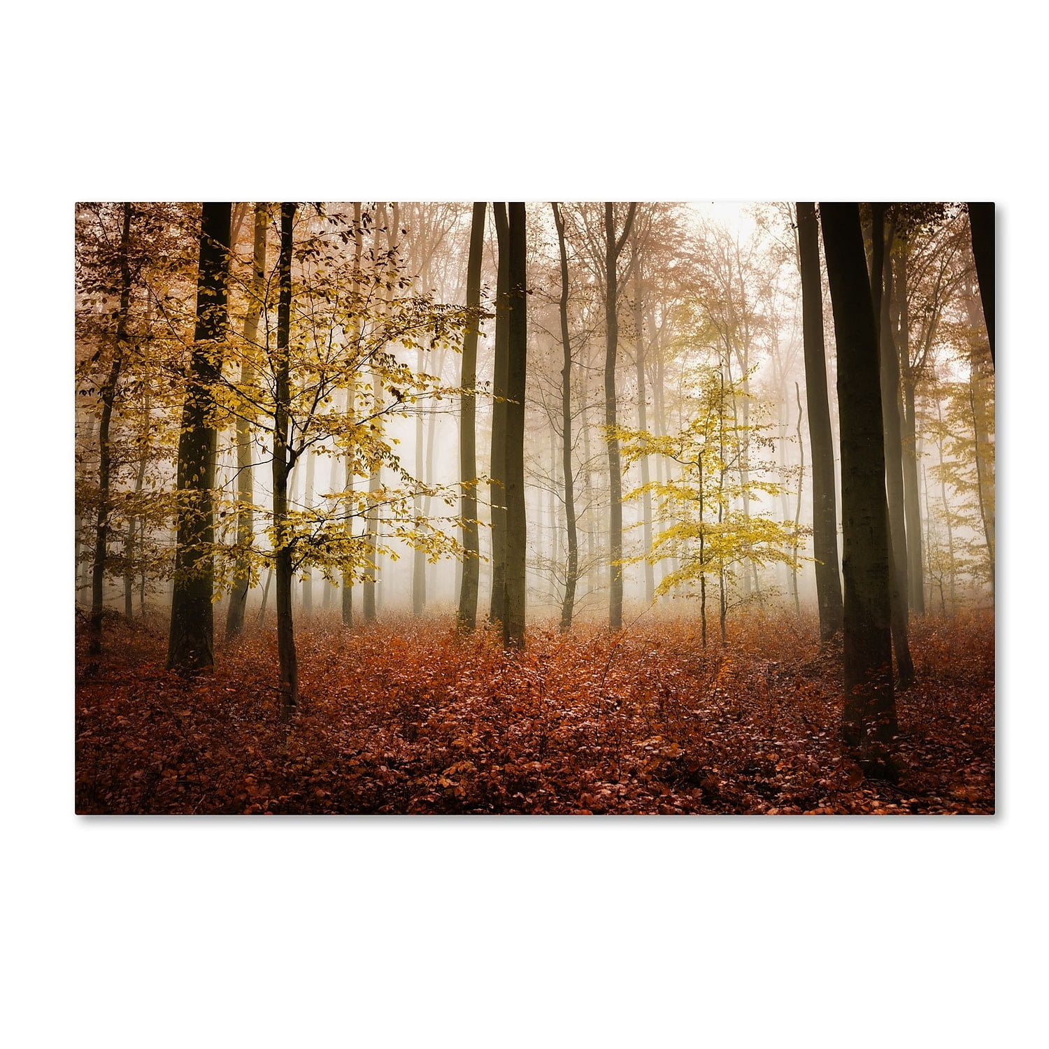 Philippe Sainte-Laudy Autumn Forest Canvas Art, 22" x 32"