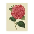 thumbnail image 1 of Trademark Fine Art 'Camellia Garden I' Canvas Art by Verschaffelt, 1 of 4