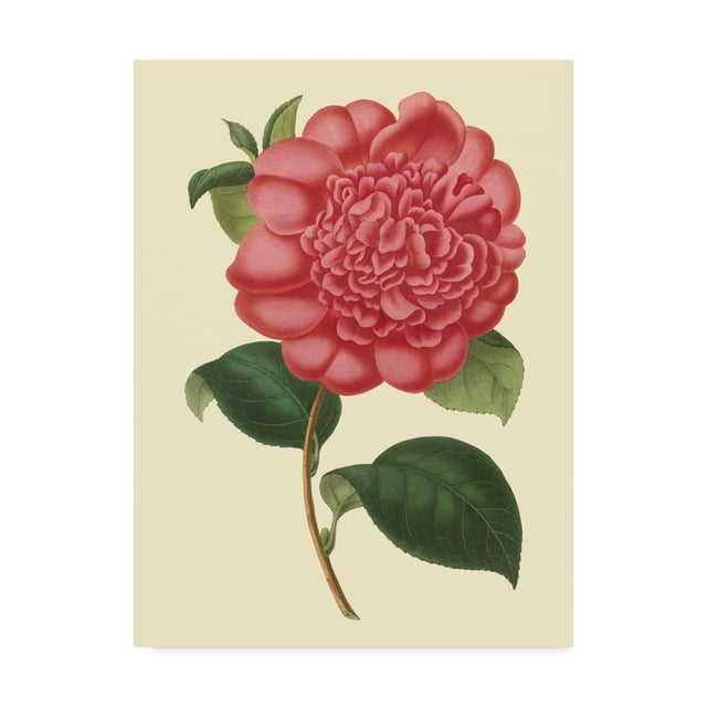 Trademark Fine Art 'Camellia Garden I' Canvas Art by Verschaffelt