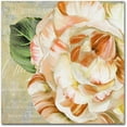 thumbnail image 1 of Trademark Fine Art "Camellias I" Canvas Art by Color Bakery, 1 of 1