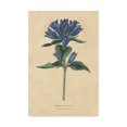 thumbnail image 1 of Trademark Fine Art 'Campanula Vintage' Canvas Art by Wild Apple Portfolio, 1 of 4