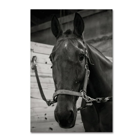 Trademark Fine Art 'Can You Get Me Out of Here' Canvas Art by Thom Sivo