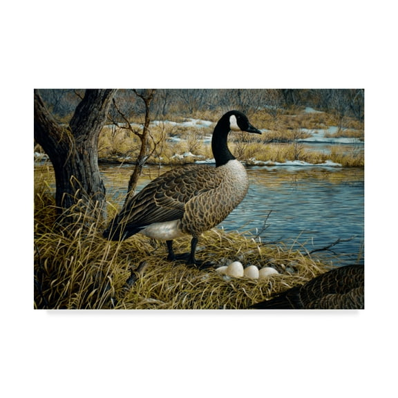 Trademark Fine Art 'Canadian Goose' Canvas Art by Jeff Tift