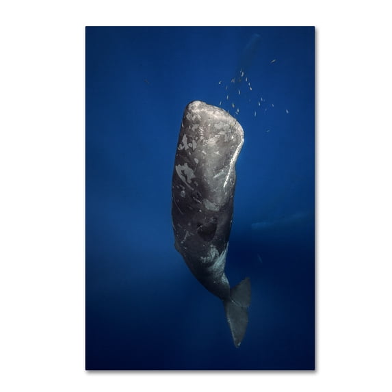 Trademark Fine Art 'Candle Sperm Whale' Canvas Art by Barathieu Gabriel