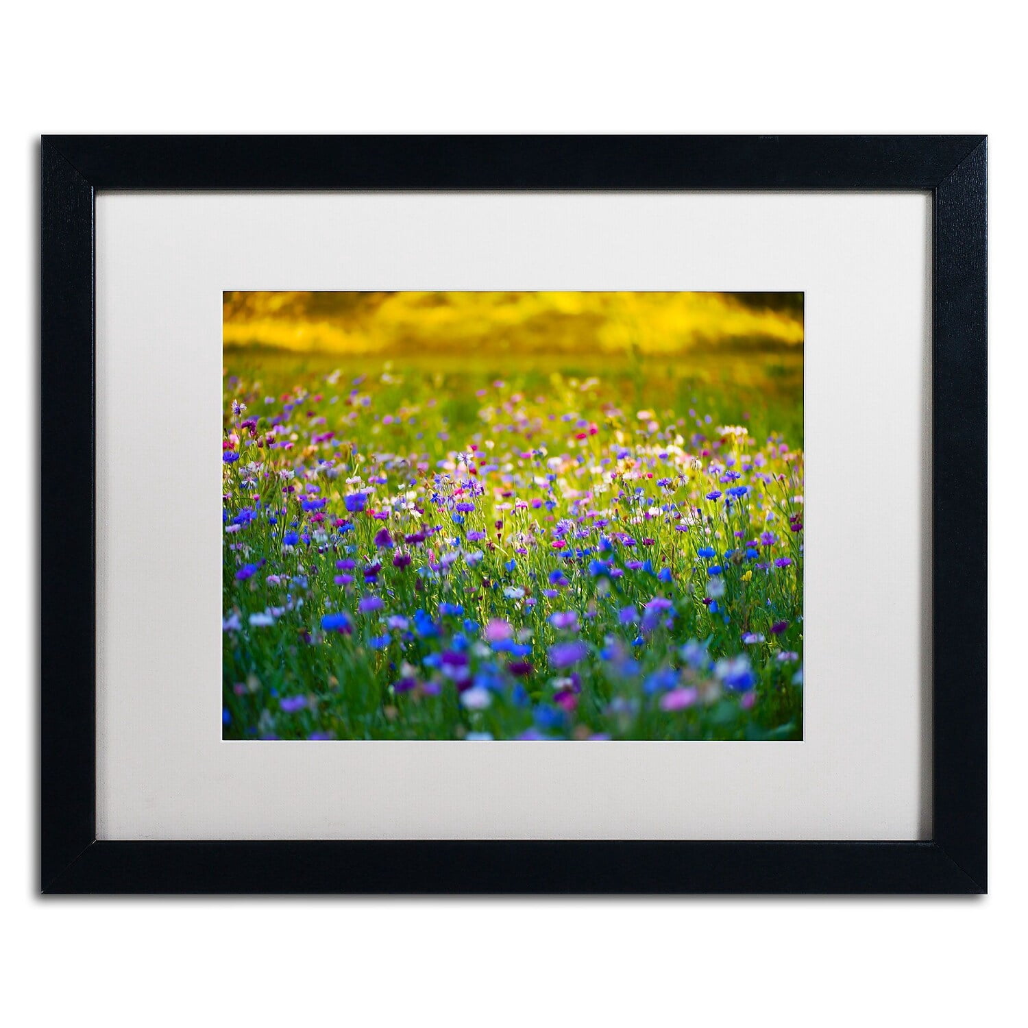 Trademark Fine Art "Candy Fields" Canvas Art by Philippe Sainte-Laudy, White Matte, Black Frame