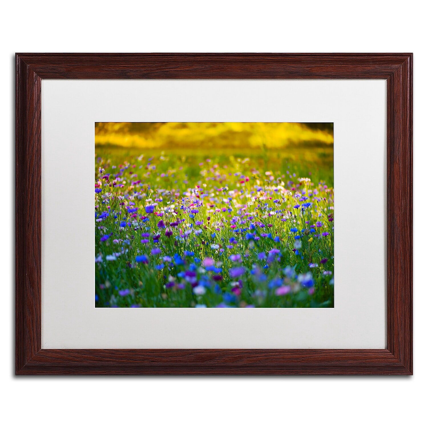 Trademark Fine Art "Candy Fields" Canvas Art by Philippe Sainte-Laudy, White Matte, Wood Frame