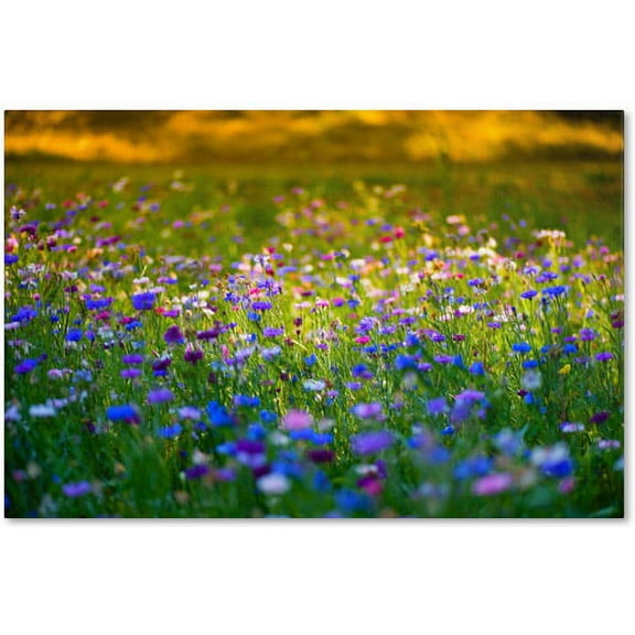 Trademark Fine Art "Candy Fields" Canvas Art by Philippe Sainte-Laudy