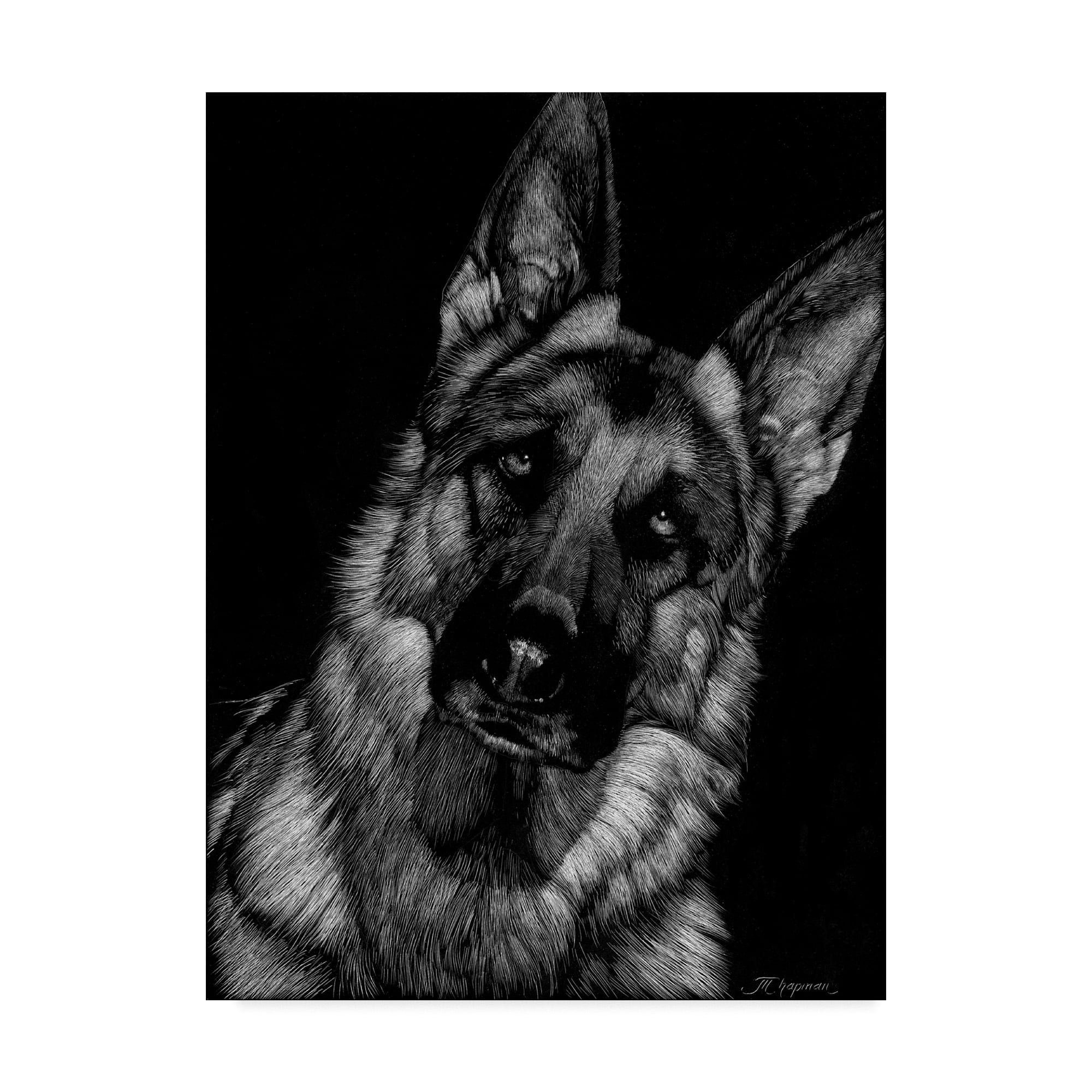 Trademark Fine Art 'Canine Scratchboard II' Canvas Art by Julie T. Chapman