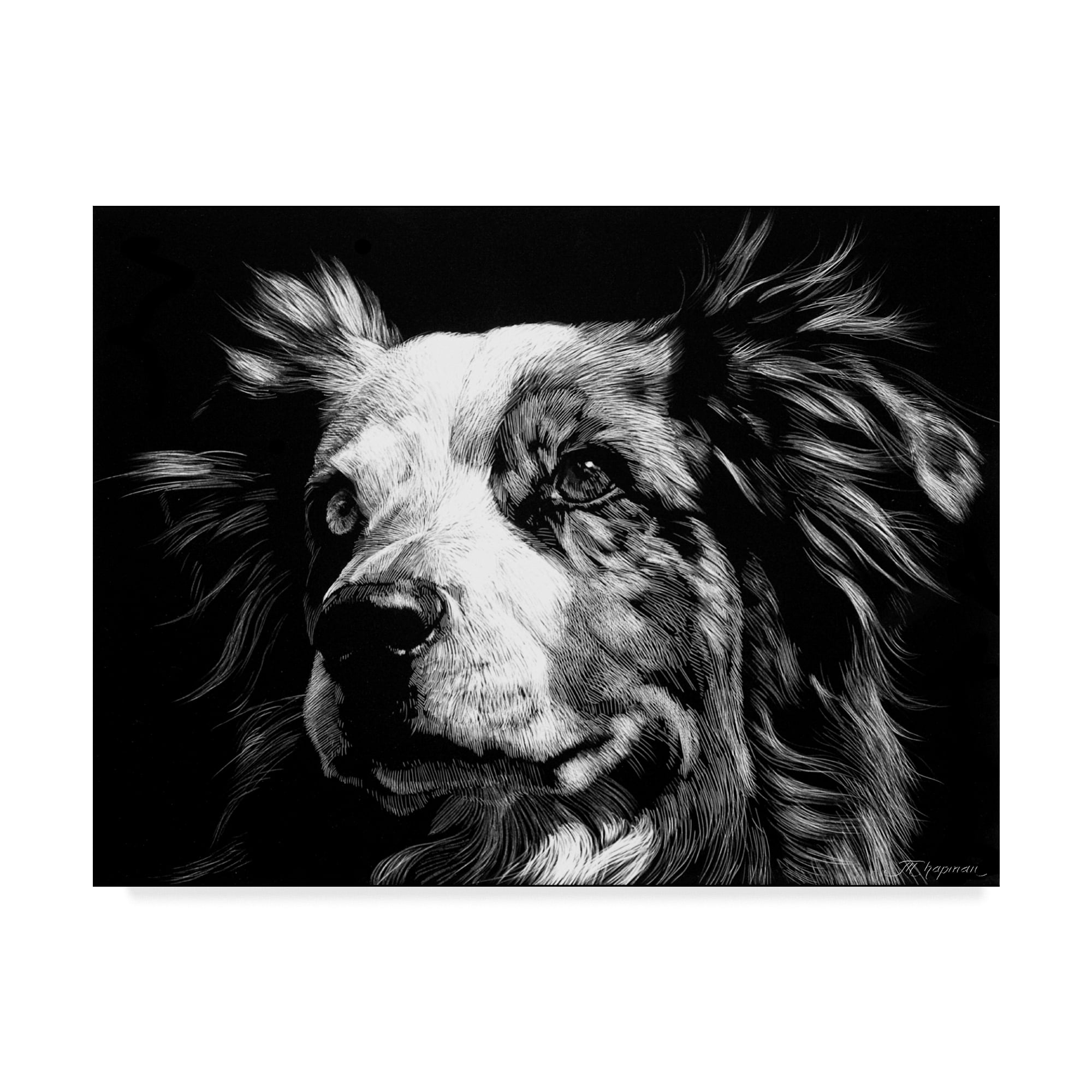 Trademark Fine Art 'Canine Scratchboard XX' Canvas Art by Julie T. Chapman