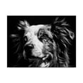 thumbnail image 1 of Trademark Fine Art 'Canine Scratchboard XX' Canvas Art by Julie T. Chapman, 1 of 4
