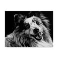 thumbnail image 1 of Trademark Fine Art 'Canine Scratchboard XXVI' Canvas Art by Julie T. Chapman, 1 of 4