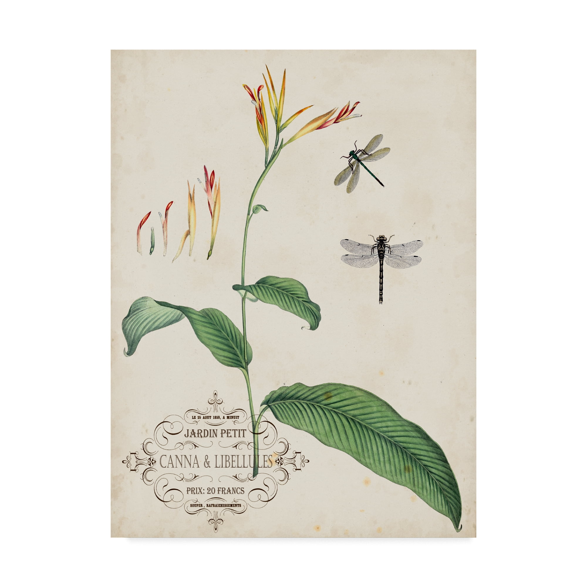 Trademark Fine Art 'Canna And Dragonflies I' Canvas Art by Vision Studio