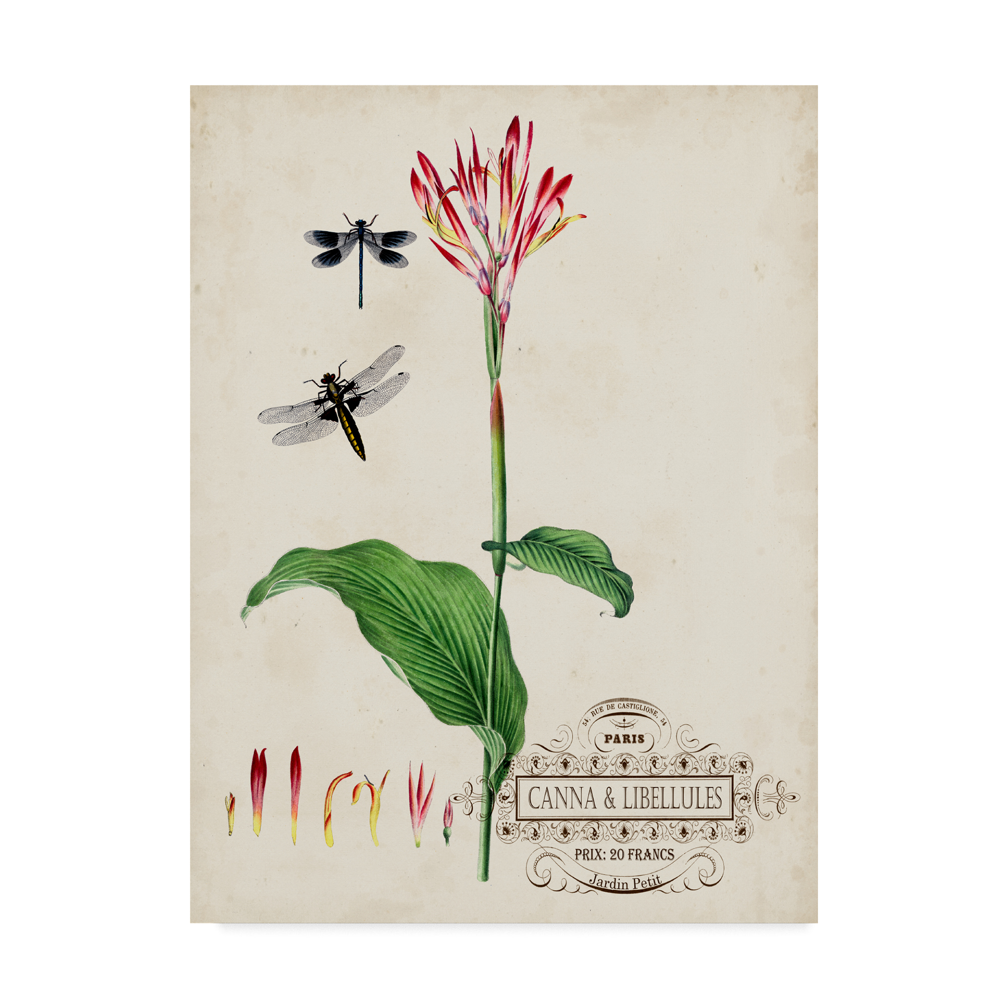 Trademark Fine Art 'Canna And Dragonflies II' Canvas Art by Vision Studio