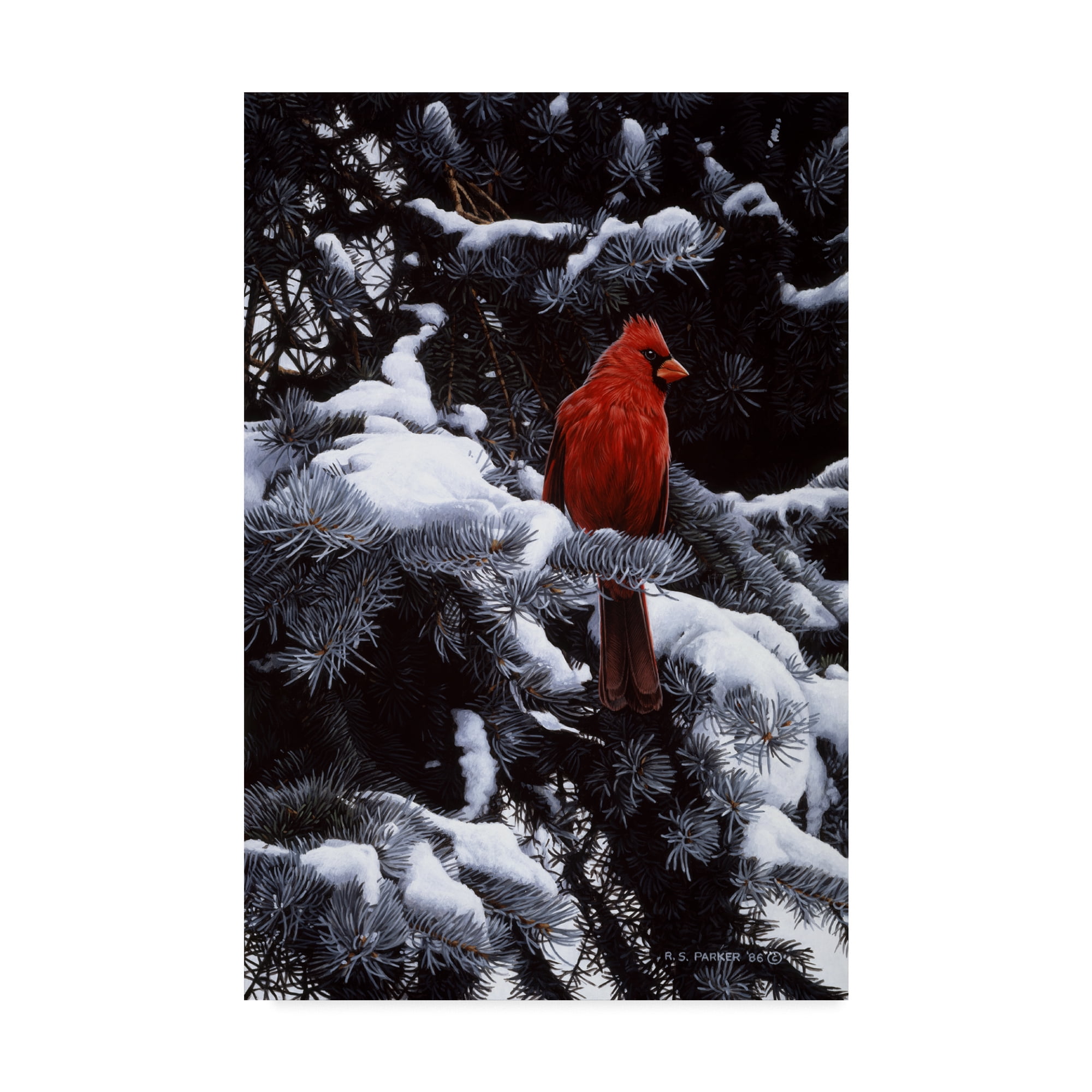 Trademark Fine Art 'Cardinal In Blue Spruce' Canvas Art by Ron Parker